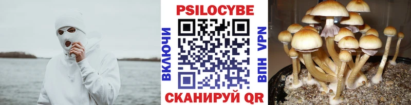 kraken   Ядрин  Псилоцибиновые грибы GOLDEN TEACHER 